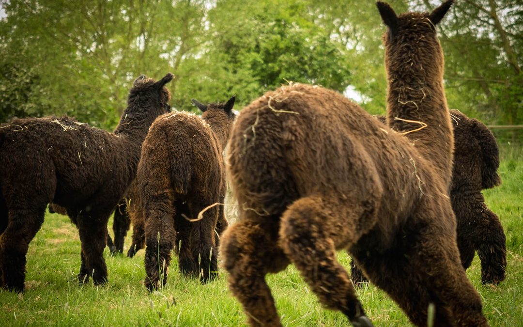 The arrival of our black alpacas