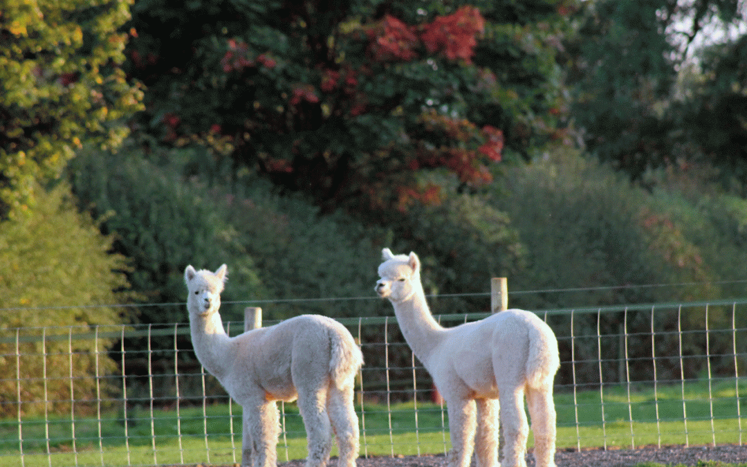 Earl and Clyde – An Alpaca Love Story