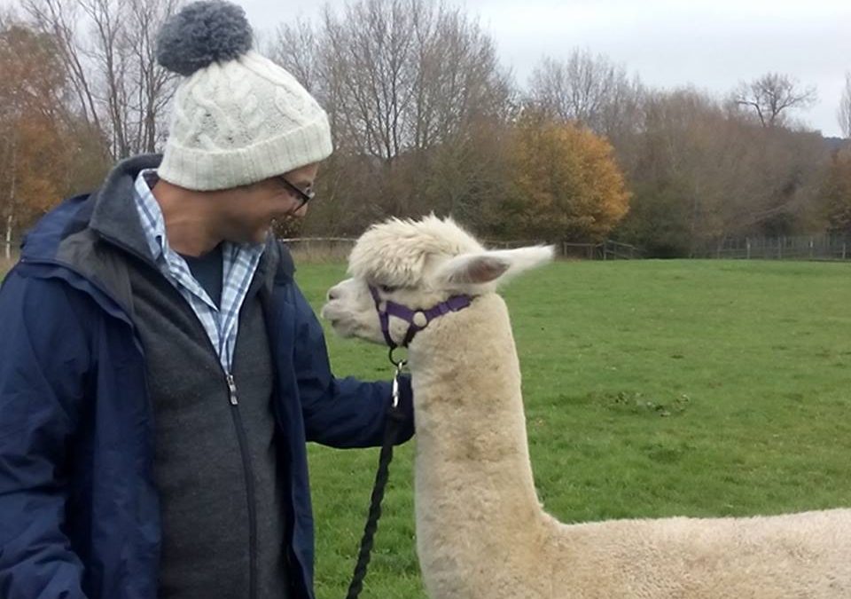 Visit to the Farm: Walking With Alpacas